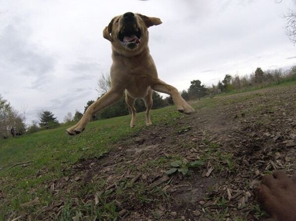 Мир глазами Тулы: собака-фотограф стала звездой Instagram