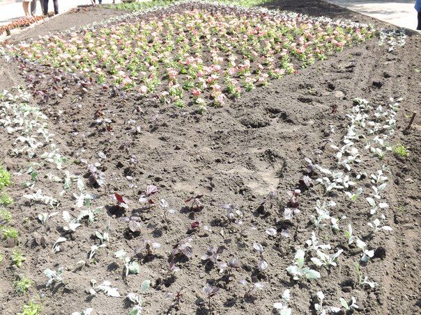 В центре Житомира на вытоптанной клумбе высадили более 2 000 цветов. ФОТО