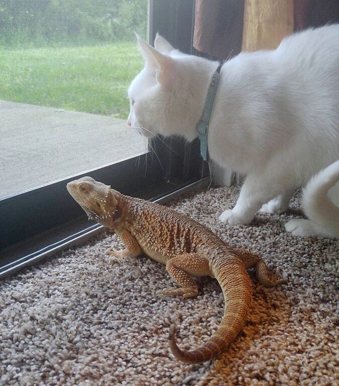 Кот и ящерица стали неразлучными друзьями: удивительные фото