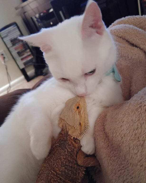 Кот и ящерица стали неразлучными друзьями: удивительные фото