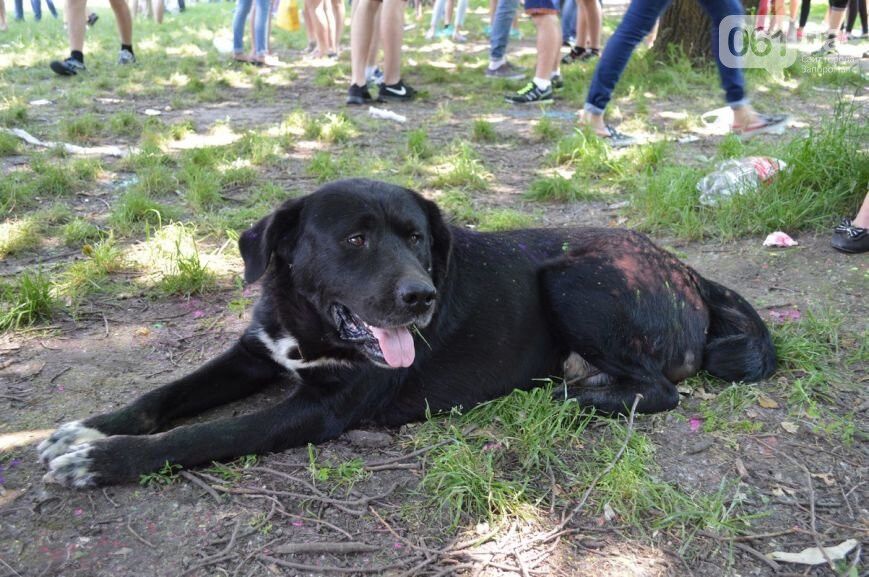 В "Дубовке" сотни запорожцев обсыпаются красками: найди себя