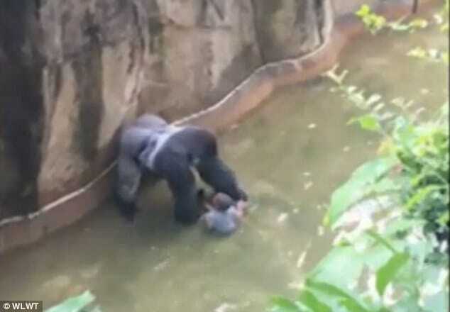 В США горилла 10 минут таскала по вольеру 4-летнего малыша под крики матери. Опубликованы фото, видео