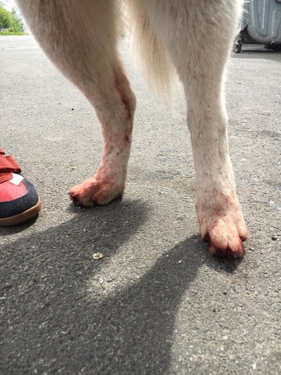 История со счастливым концом: в Киеве пес стер до крови лапы в поисках хозяина