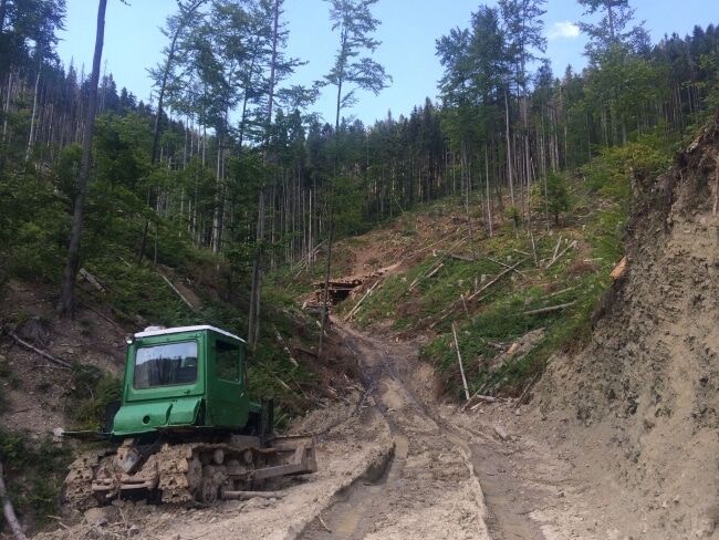 СМИ: нардеп Сольвар зарабатывает миллионы на незаконной вырубке леса