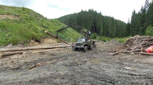 СМИ: нардеп Сольвар зарабатывает миллионы на незаконной вырубке леса