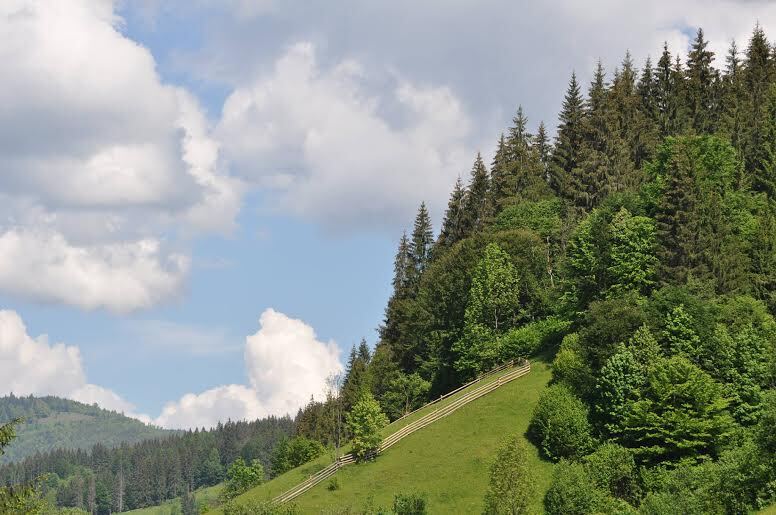 Через спалах короїда топографа на Закарпатті катастрофічно всихають ялинники – аж до ризику втрати лісів (ФОТО)