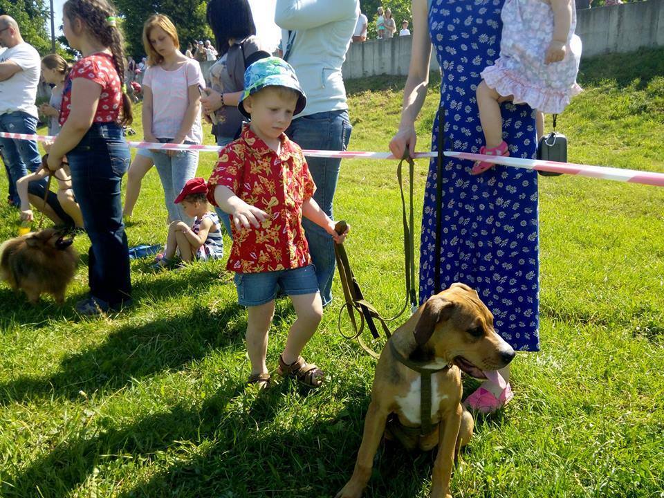 До Днів міста за Кубок Мукачева "виставково" змагалися собаки (ФОТО)