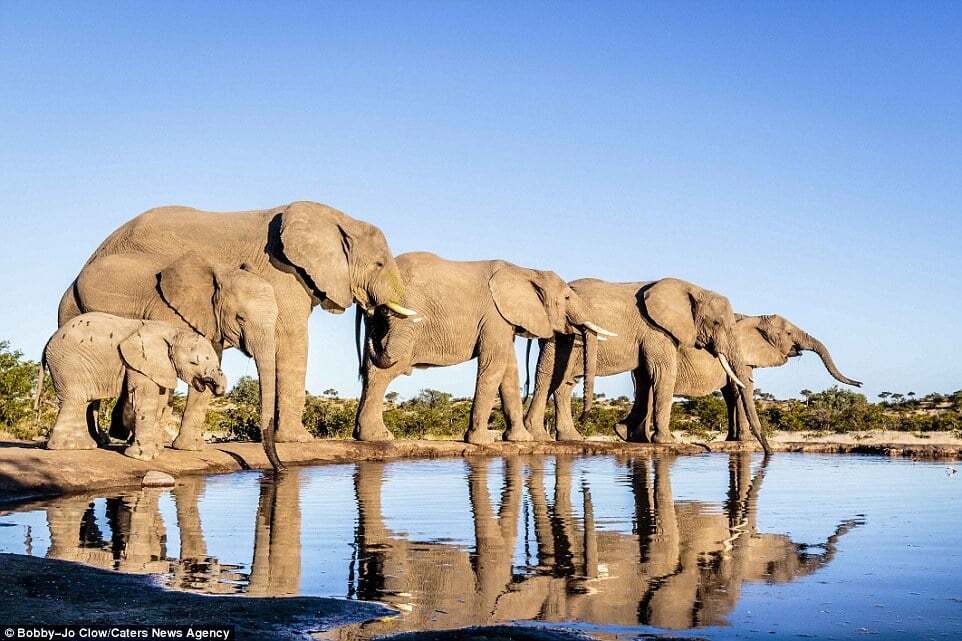 Красота африканской природы: удивительные снимки жизни слонов  