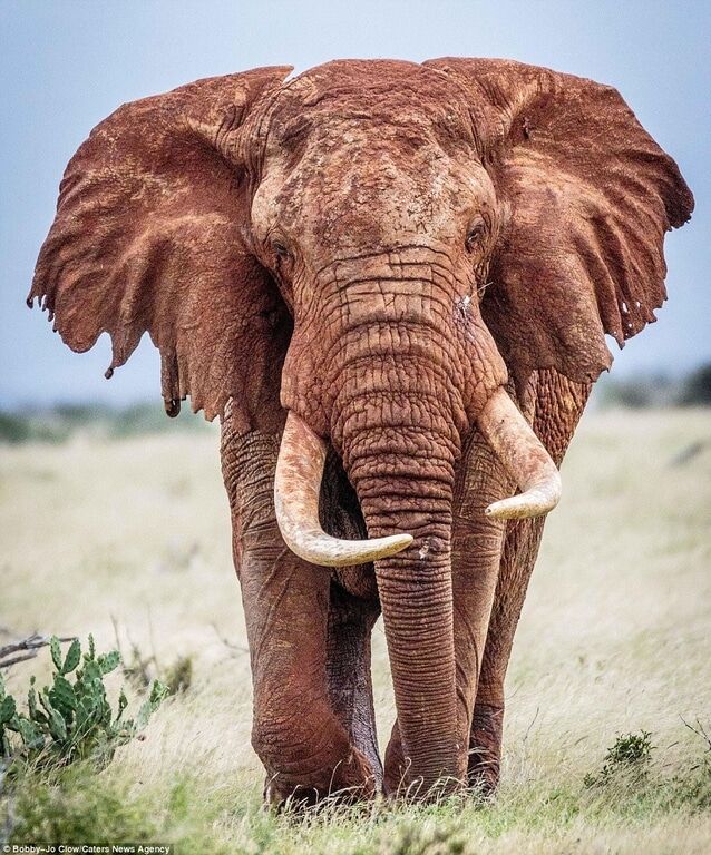 Красота африканской природы: удивительные снимки жизни слонов  