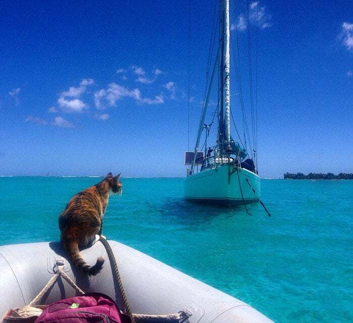 Девушка и кошка совершают кругосветное путешествие на яхте: удивительные фото