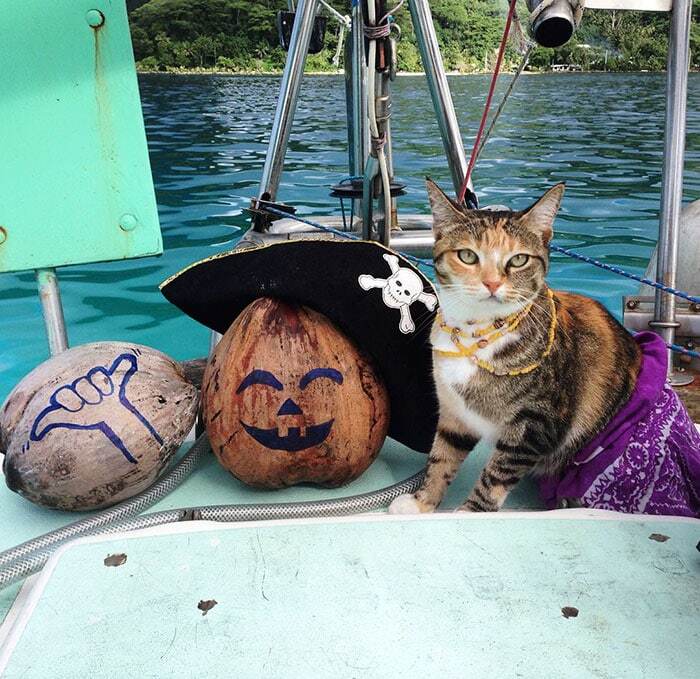 Девушка и кошка совершают кругосветное путешествие на яхте: удивительные фото