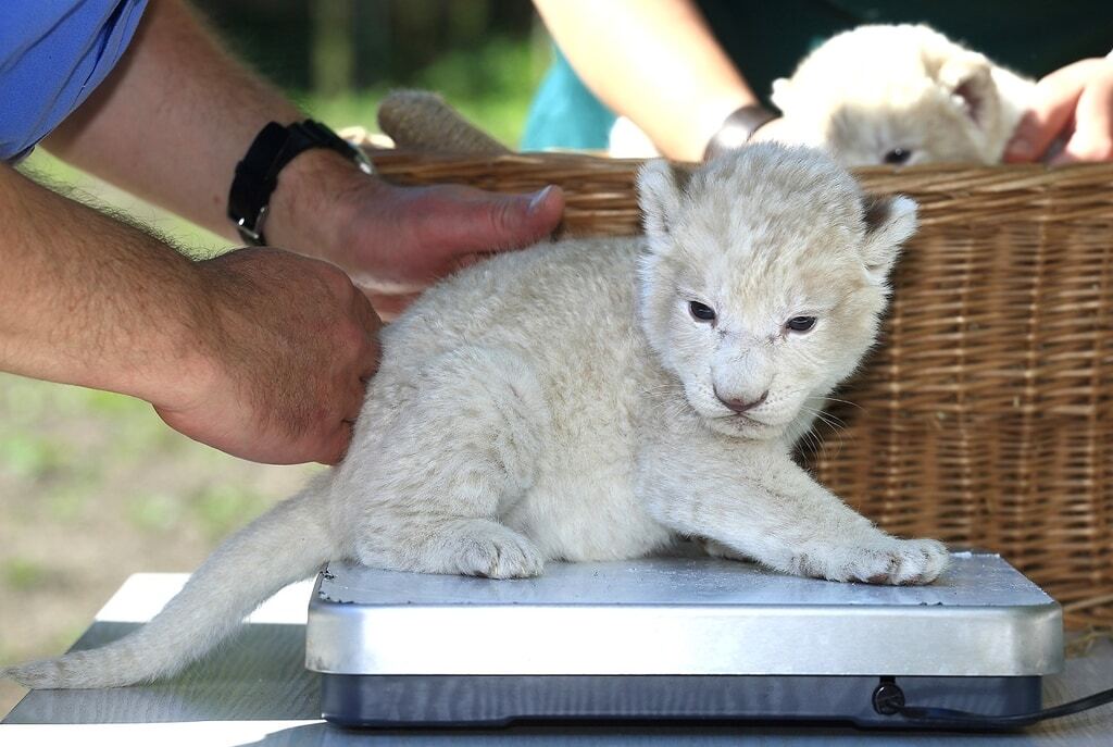В зоопарке Магдебурга показали белых львят-близнецов: опубликованы фото