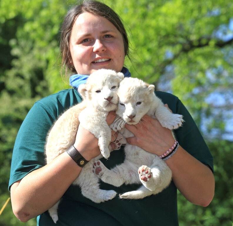 В зоопарке Магдебурга показали белых львят-близнецов: опубликованы фото