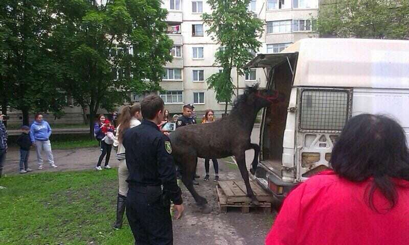 В Харькове полиция спасла лошадь от гибели: опубликованы фото