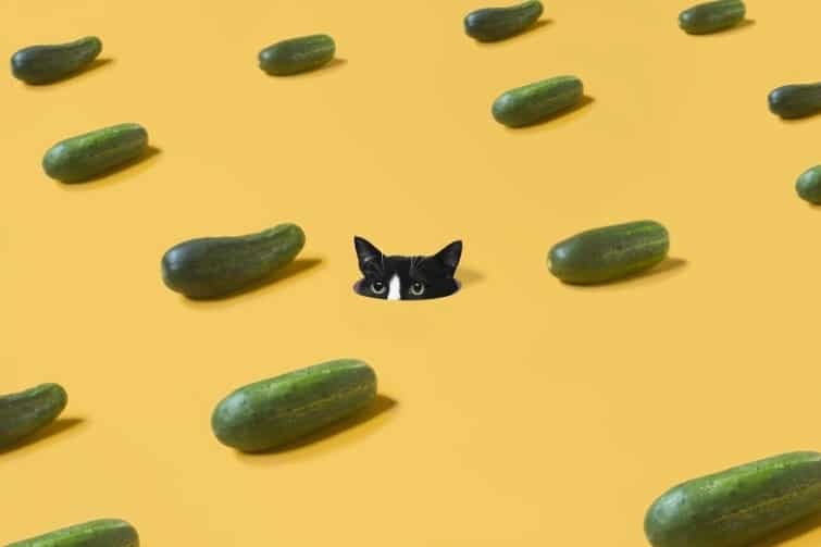 Принцесса Чито: фото смешной кошки покорили Instagram