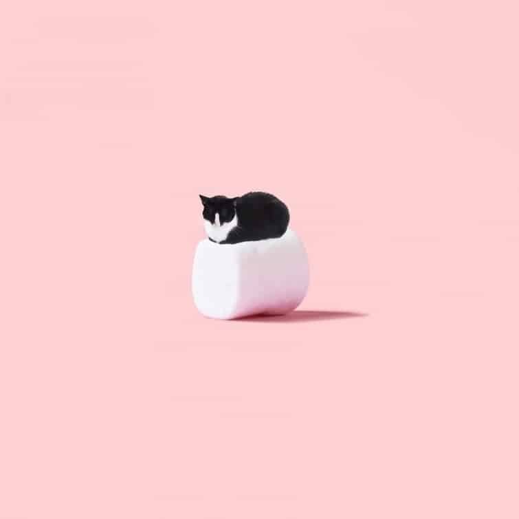 Принцесса Чито: фото смешной кошки покорили Instagram