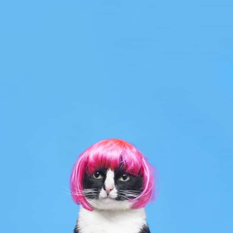 Принцеса Чіто: фото смішної кішки підкорило Instagram