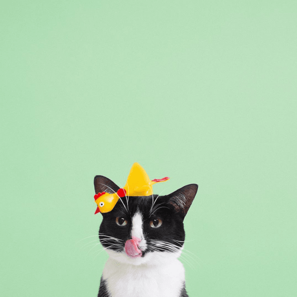 Принцеса Чіто: фото смішної кішки підкорило Instagram