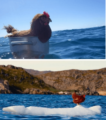 Француз отправился в путешествие с курицей Моникой: удивительные фото