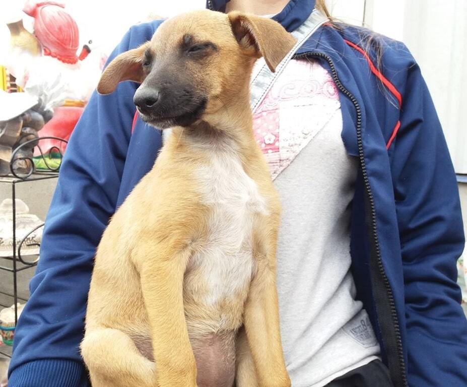 "Любовь с первого взгляда": Ляшко подарил щенку из уманского приюта новый дом. Фотофакт