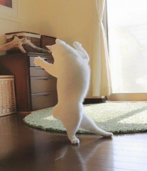 Восходящая звезда балета: японский кот покорил сеть своими па