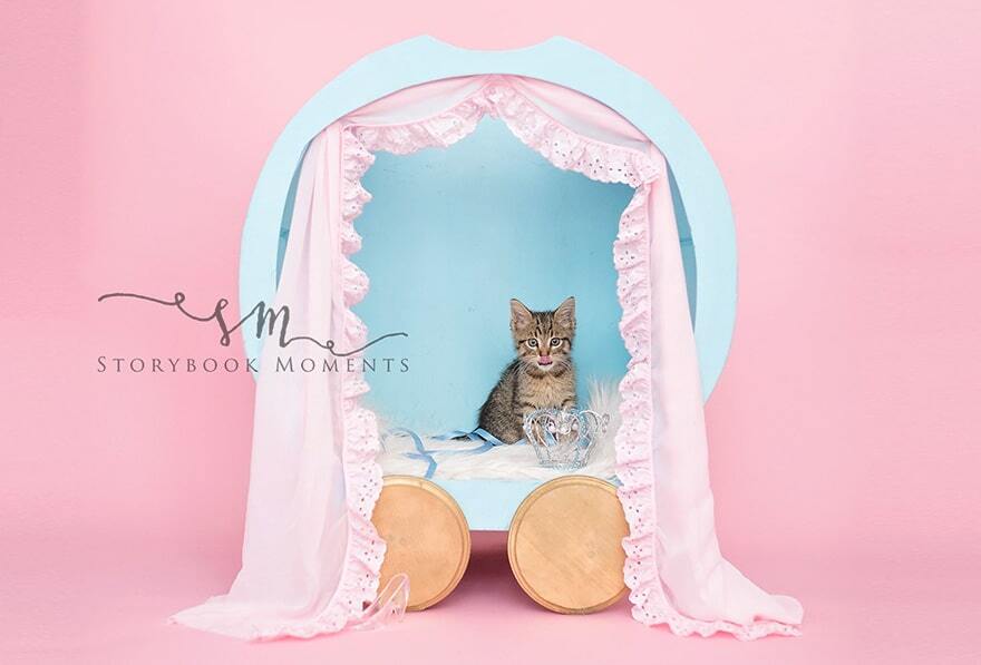 Забавная фотосессия "новорожденного" котенка Эльзы покорила сеть