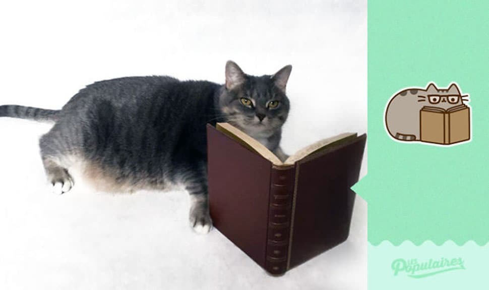 Француз "оживил" кота Пушина из стикеров в Facebook: опубликованы забавные фото
