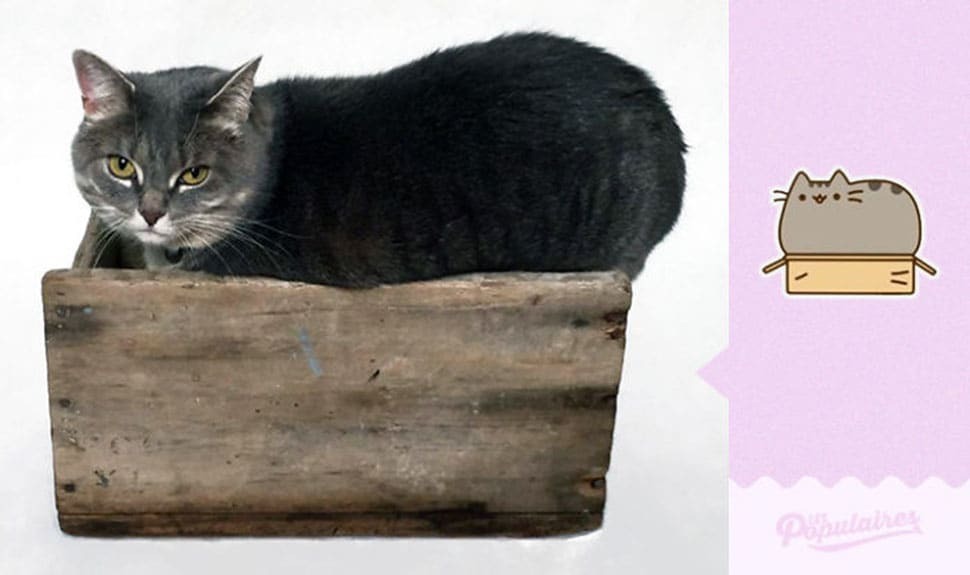 Француз "оживил" кота Пушина из стикеров в Facebook: опубликованы забавные фото