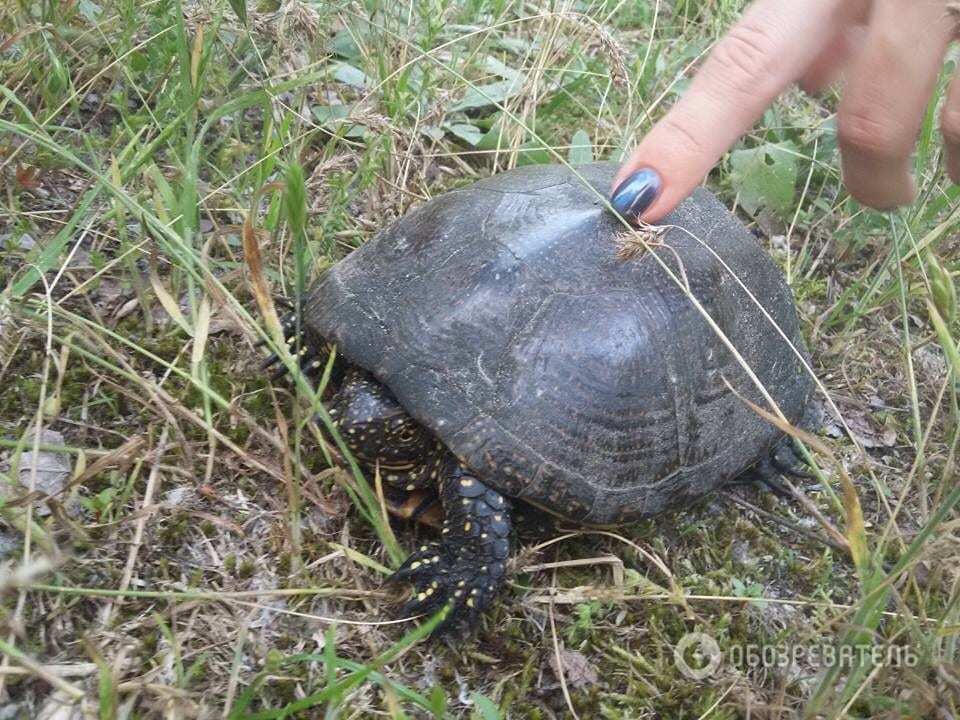 В Киеве на Русановке "засекли" пятнистую рептилию: опубликованы фото