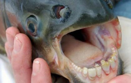 В США из пруда выловили рыбу с человеческими зубами