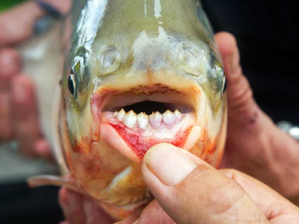 В США из пруда выловили рыбу с человеческими зубами