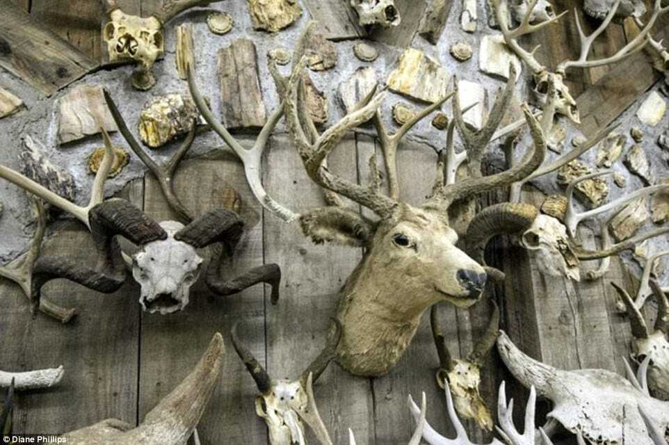 Необычное увлечение: американец за 60 лет собрал многотысячную коллекцию рогов