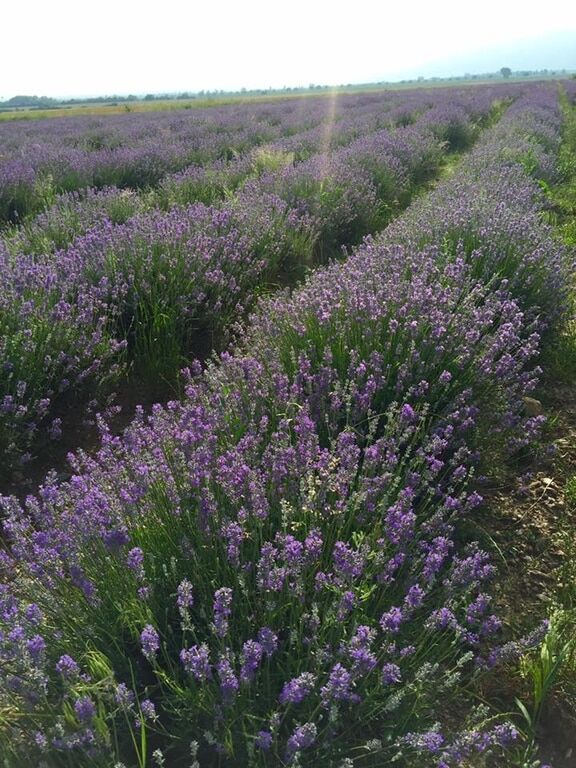 Лавандові поля: Бужинська поділилася фото з приголомшливого місця в Болгарії