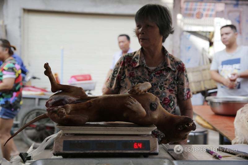 В Китае начался шокирующий древний фестиваль поедания собак