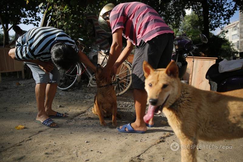 В Китае начался шокирующий древний фестиваль поедания собак