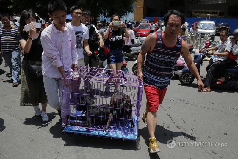 В Китае начался шокирующий древний фестиваль поедания собак