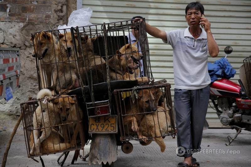 В Китае начался шокирующий древний фестиваль поедания собак
