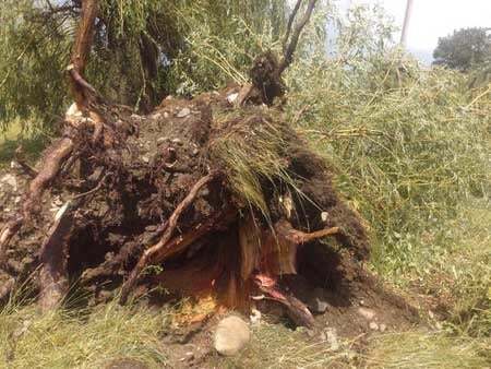 Разрушения и сломанные деревья: появились фото последствий урагана на Прикарпатье