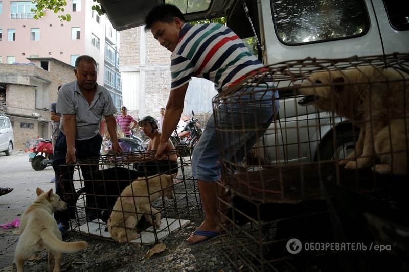 В Китае начался шокирующий древний фестиваль поедания собак