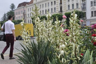 У Чернівцях розквітли вічнозелені юки. Фото