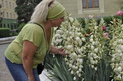 У Чернівцях розквітли вічнозелені юки. Фото