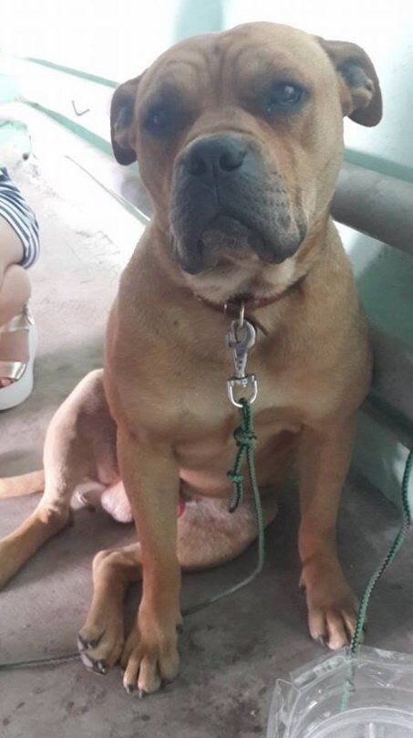 Поліцейські Тернополя просять допомогти знайти хазяїна собаки рідкісної породи. Фото