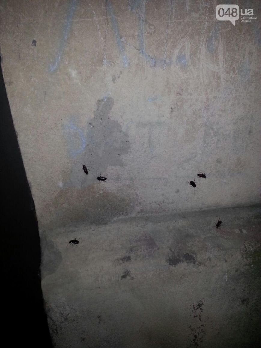 "Квартирка Джо": многоэтажку в Одессе атакуют сотни гигантских тараканов. Фото