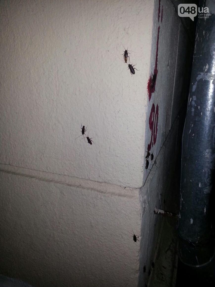 "Квартирка Джо": многоэтажку в Одессе атакуют сотни гигантских тараканов. Фото