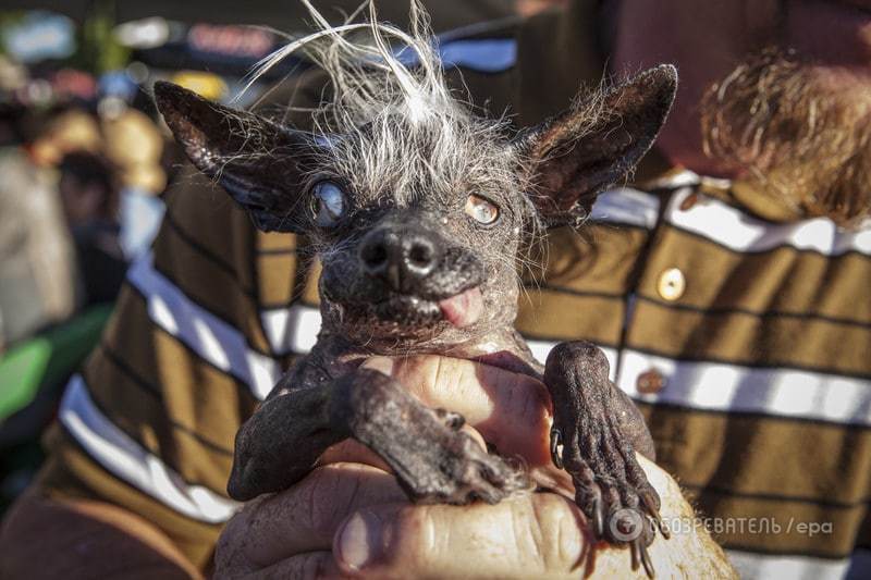 В США состоялся "конкурс красоты" среди самых уродливых собак со всего мира. Фоторепортаж