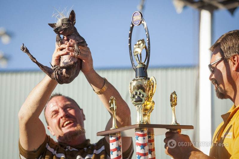 В США состоялся "конкурс красоты" среди самых уродливых собак со всего мира. Фоторепортаж