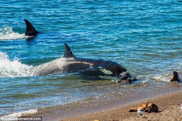 Удивительное рядом: косатка рискнула жизнью ради морского льва. Опубликованы фото