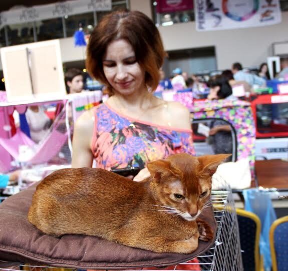 Виставка пухнастиків: у Тернополі обрали найкращих котів. Фото