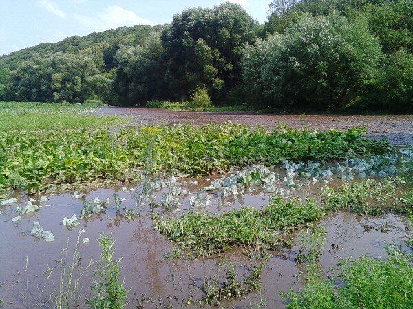 Збільшилась у 10 разів: на Тернопільщині річка затопила село. Фото