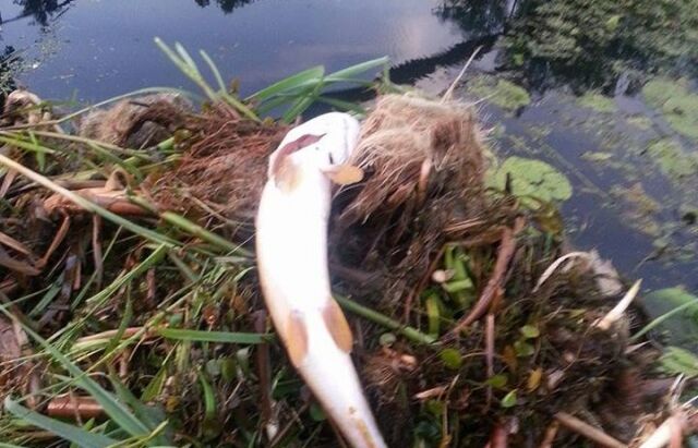 На Закарпатті в каналах масово гине риба. Фото